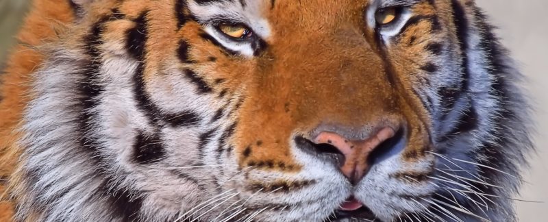 "Bom, Bom, Bom, Esso Blue!", Siberian Tiger, Copenhagen Zoo, Denmark