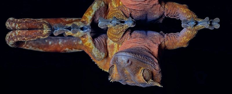 "The Closer The Better", Crested Gecko, Frimley, Surrey, UK