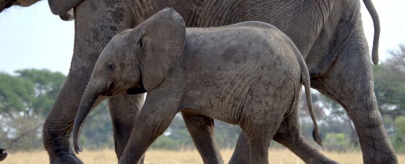 "Growing Up Too Quickly", Hwange National Park, Zimbabwe