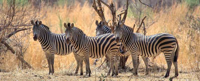 "Zebra Crossing", Lower Zambezi National Park"Majestic", Zimbabwe